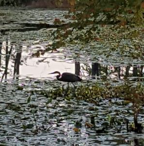 Meet your Posher, Denise